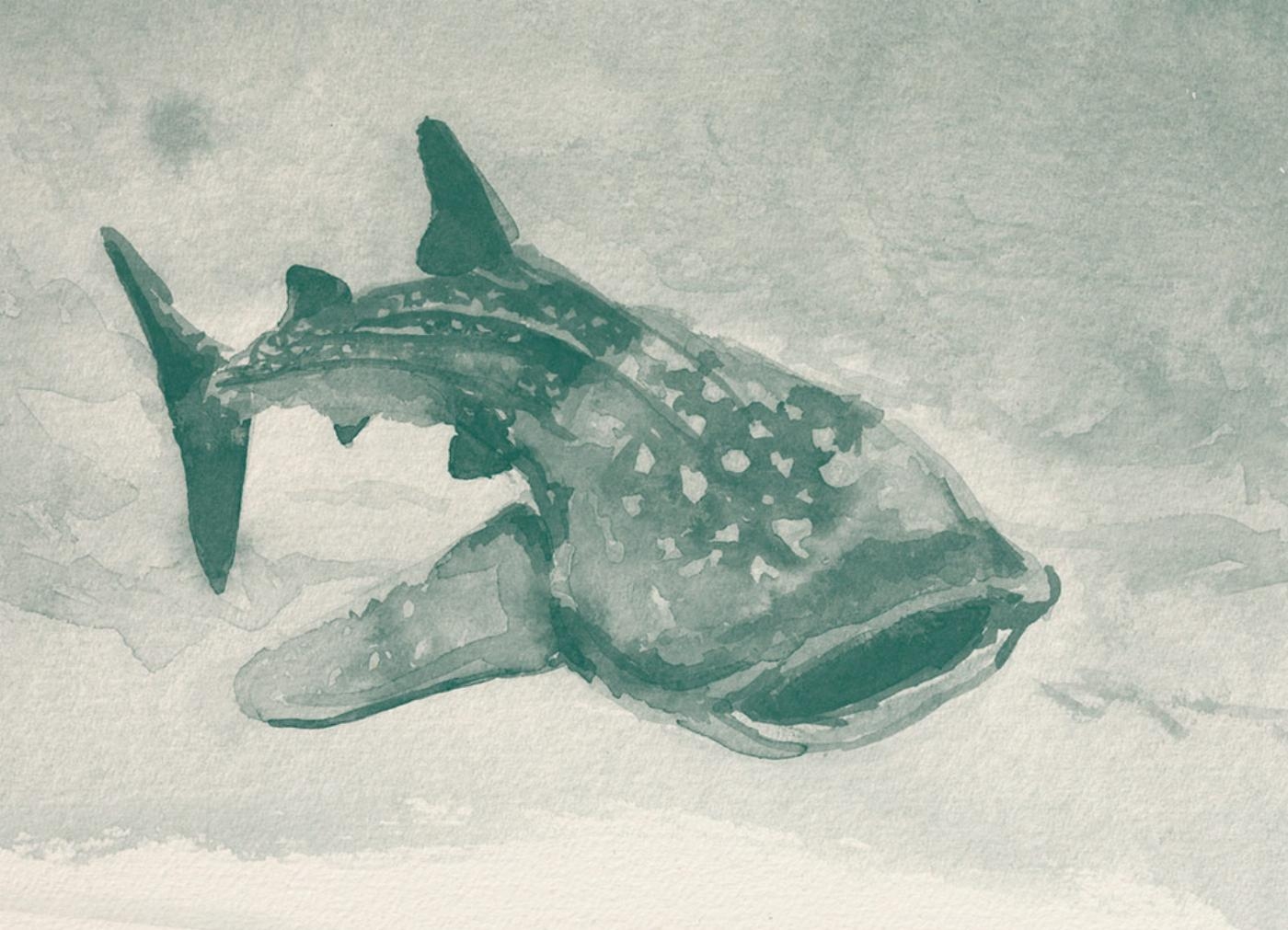Illustratie van een walvishaai