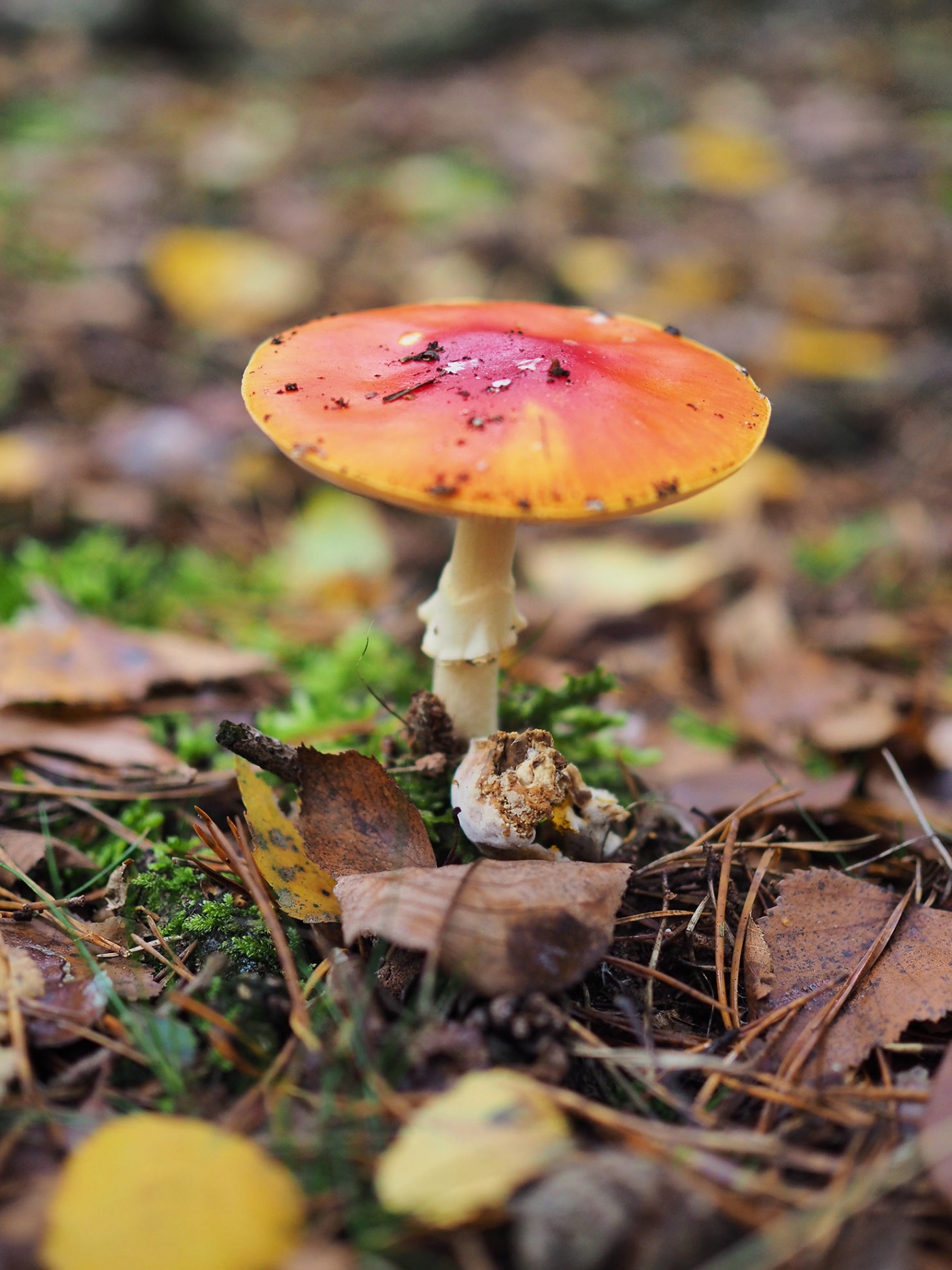 herfstkleuren paddestoel herfstkleuren paddestoel